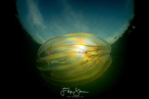 American comb jelly fish(Mnemiopsis leidy, lake Greveling... by Filip Staes 